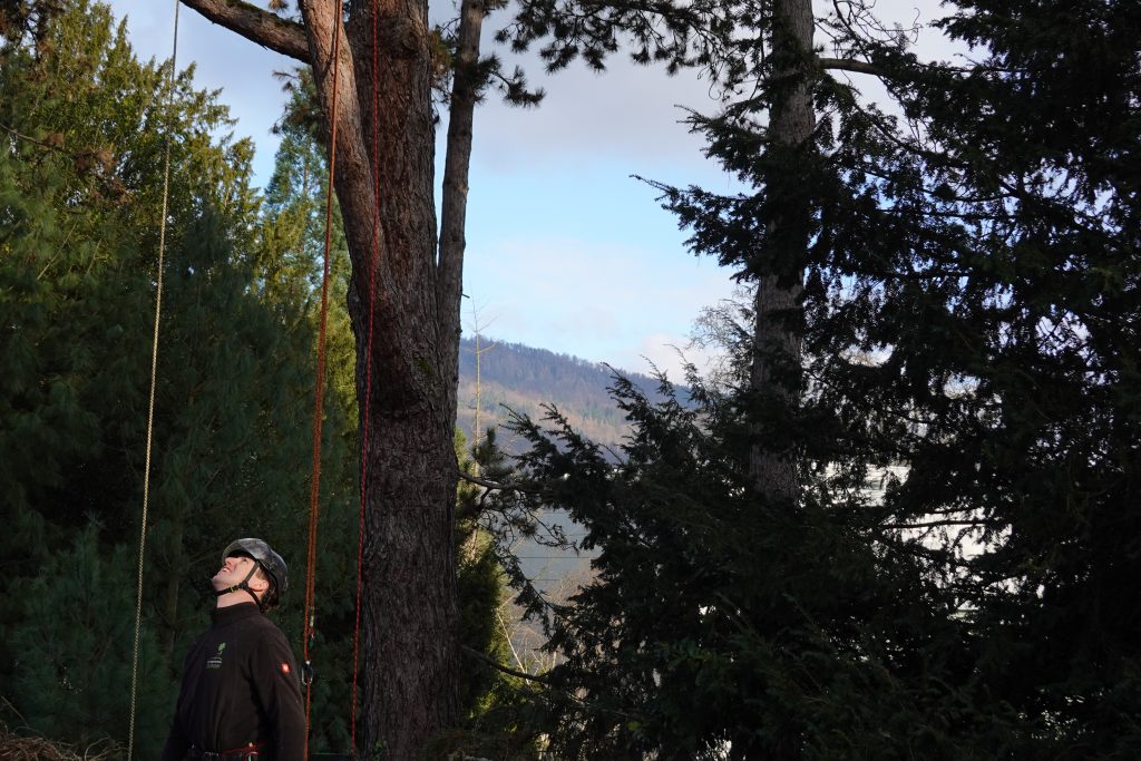 Baumpflege in Baden-Baden